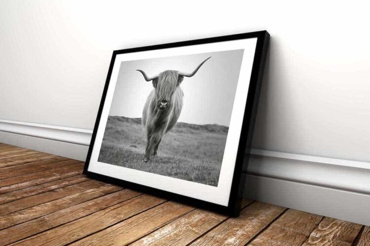 Highland Cattle Bull Poster photo print wall art