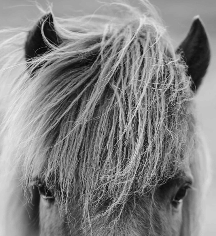 Icelandic Horse Scottland printable closer