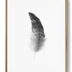 Black Feather Poster