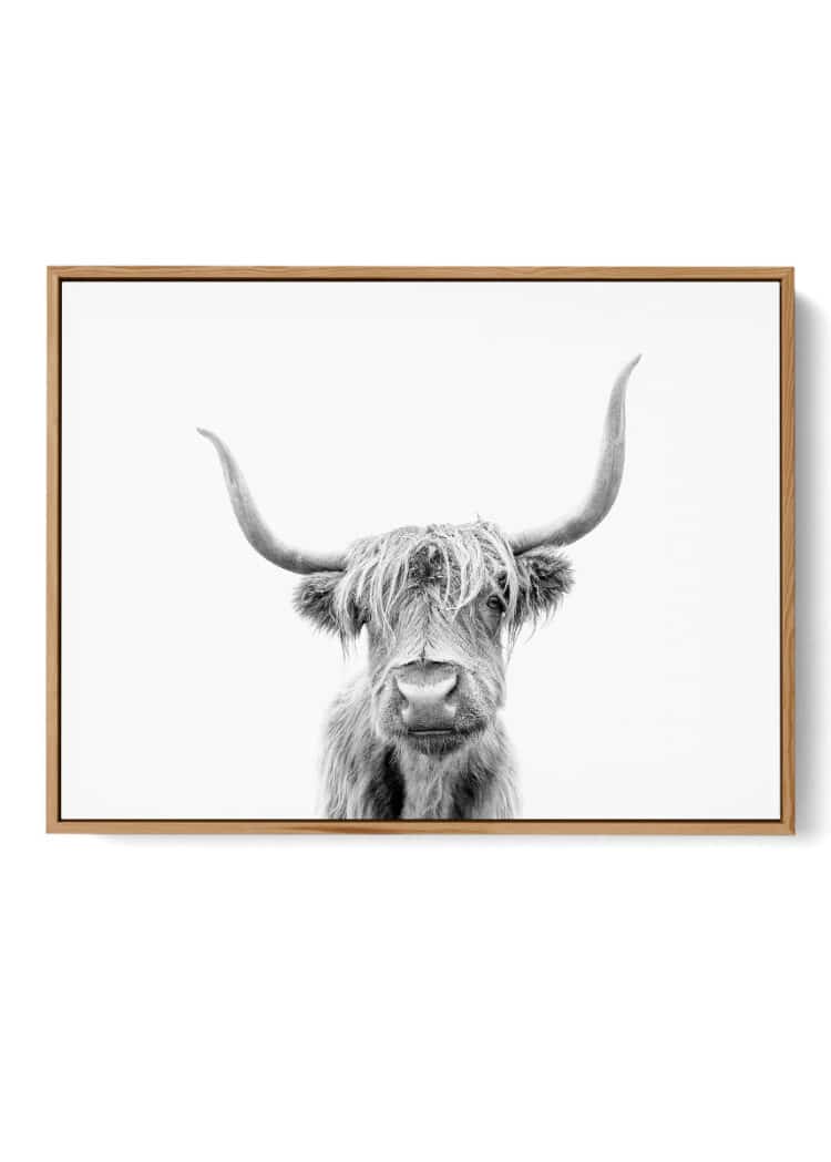 Highland Cow in Scotland Poster
