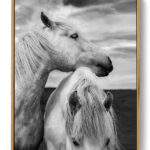Two Scottish Horses Poster