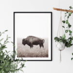 American Buffalo Bison Poster Poster Noanahiko 0200