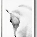 Stunning Spanish White Horse Portrait nonahiko art print 0242