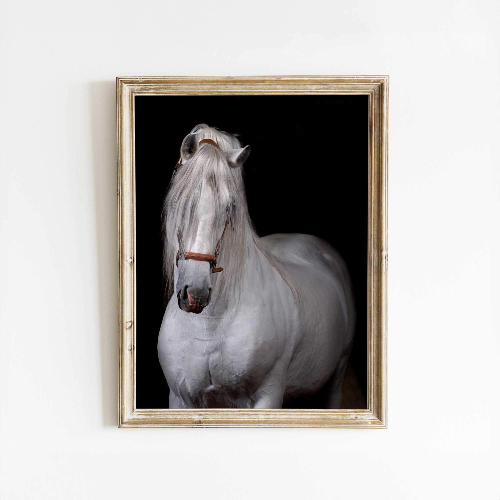 Animal Print of Spanish Stallion Elegant Horse Wall Art 0258