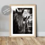 Black White Equine Grace Downloadable Portrait 0267