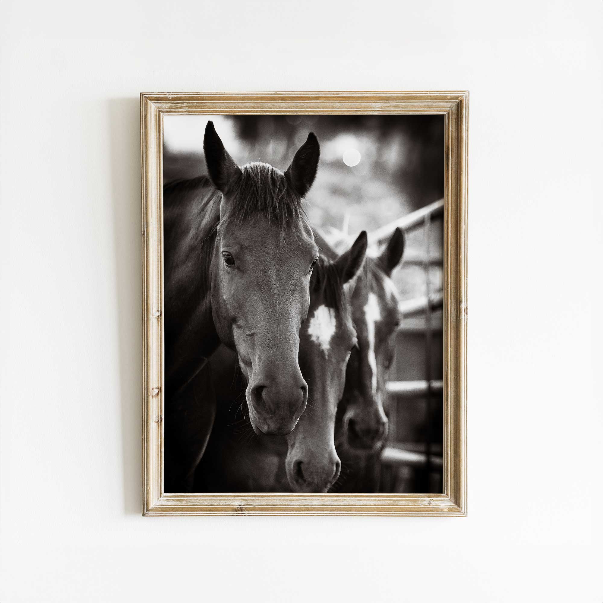 Noble Horses Digital Print Elegant Wall Art 0267
