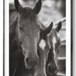Serene Horse Portrait Print Instant Digital Art 0267